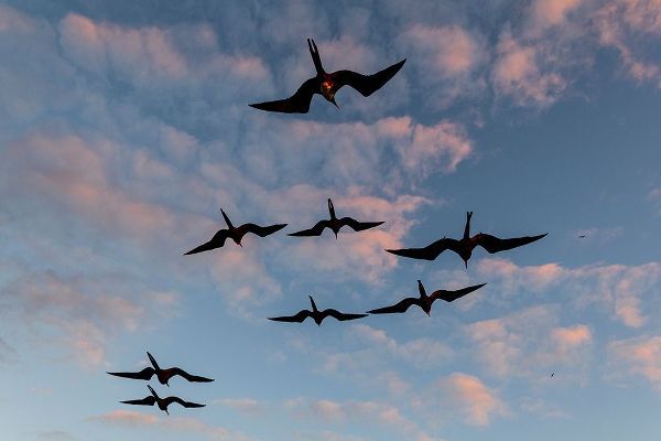 Pitamitz, Sergio 아티스트의 Great Frigate birds-Fregata minor ridgwayi-South Plaza Island-Galapagos islands-Ecuador작품입니다.